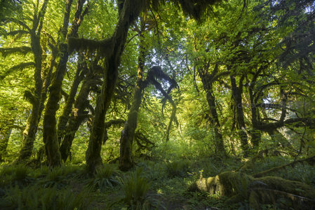 神秘苔藓森林深处，阳光穿透树隙洒向大地