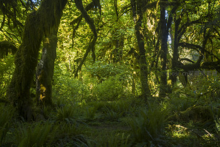 阳光穿透苔藓森林的静谧秘境