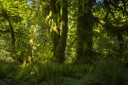 绿意盎然的苔藓巨木森林深处