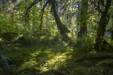 晨光中的苔藓森林光影交响曲