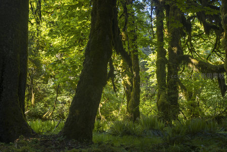苔藓缠绕的森林巨人沐浴阳光