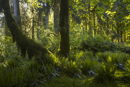 阳光洒落的苔藓森林秘境角落