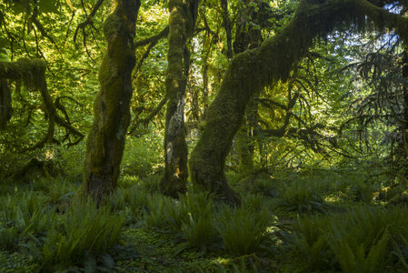 阳光穿透苔藓覆盖的古老森林