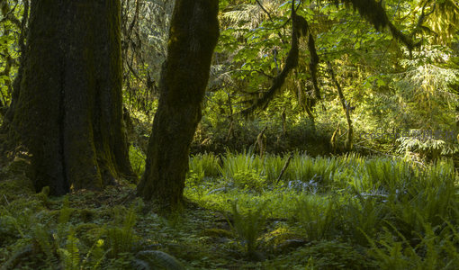 林间光影交织的苔藓秘境
