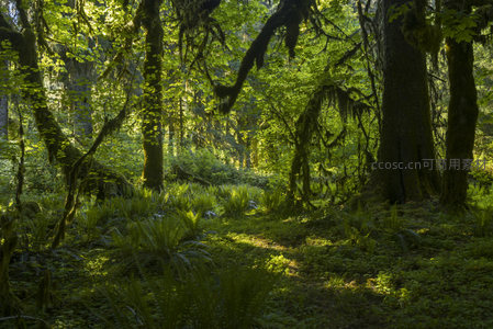 晨光中的雨林生态画卷