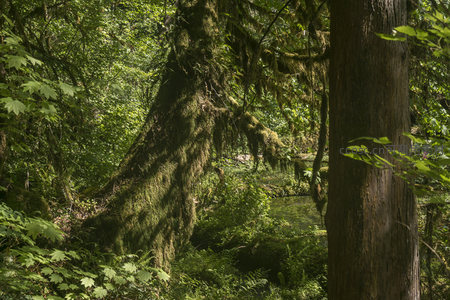 古树参天下的幽静溪流