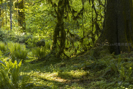 光影舞动的森林地面景观