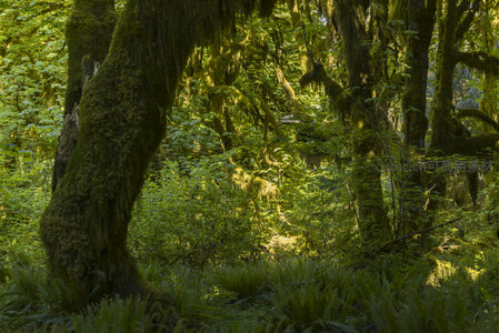 苔藓覆盖的森林巨树，阳光穿透绿意盎然