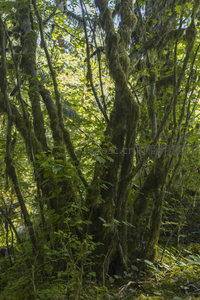 藤蔓缠绕的林间秘境，光影斑驳如画