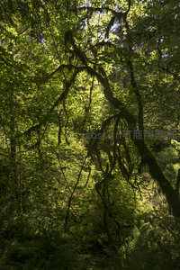 树影婆娑的幽深林道，阳光如金丝缕缕