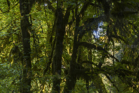 苔藓垂挂的森林深处，绿意层层叠叠