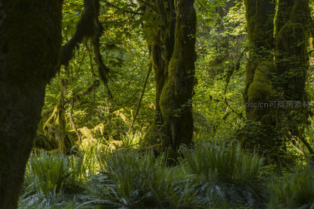 阳光穿透苔藓森林的静谧秘境