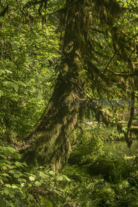 古树参天苔衣垂挂溪畔幽景