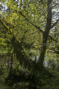 倒影如画溪流穿行苔林之间