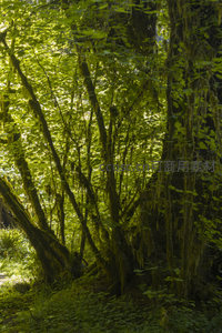 苔藓缠绕林木光影交织绿意