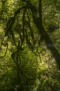 藤蔓垂挂林间光影斑驳如梦