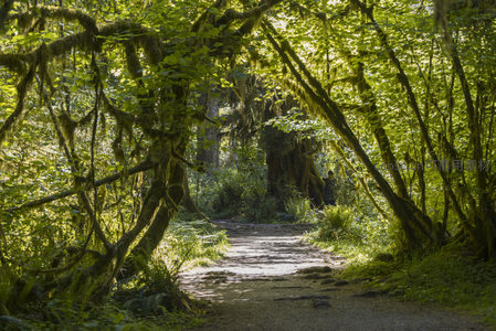 苔藓覆盖的森林小径，阳光穿透树冠洒落