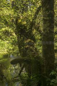 溪边古树倒影，苔藓缠绕水岸生机盎然