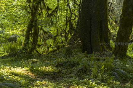巨树根部苔藓丛生，林下蕨类沐浴晨光