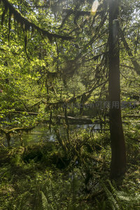 阳光穿透林冠，照亮溪流与垂挂苔藓