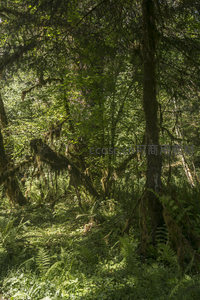 幽深森林光影交错，苔藓覆盖枝干如画