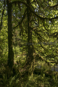 苔藓覆盖的森林巨树，阳光穿透绿意