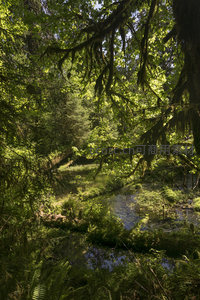 林间小溪穿行，光影交织的秘境