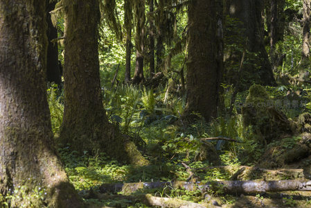 古老森林深处，苔藓与蕨类共生