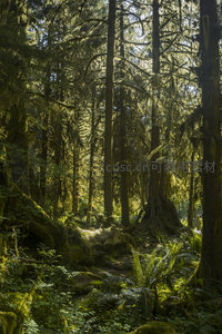 晨光穿透针叶林，苔藓地毯铺展