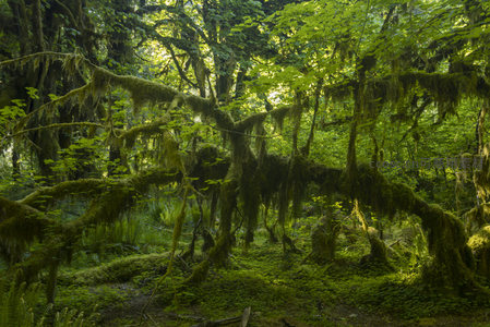藤蔓垂挂的奇幻森林，绿意盎然
