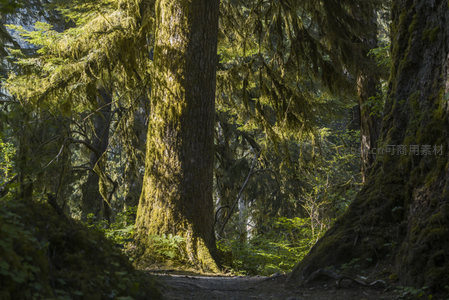 阳光穿透苔藓覆盖的古老森林小径