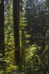 高耸针叶林中洒落的金色光束