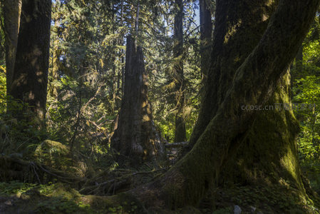 苍劲古木与断桩诉说森林岁月