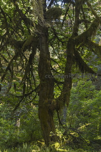 枝桠垂挂长须苔藓的奇幻森林树冠