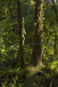 双生巨树根系缠绕共生的森林奇观