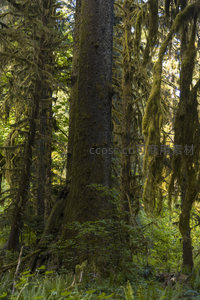 苔藓覆盖的巨树矗立在幽深森林中