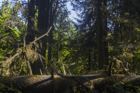 倒木横卧林间，阳光穿透树影斑驳