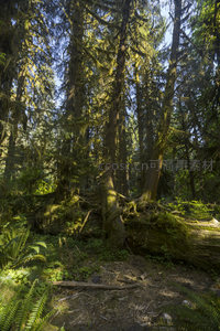盘根错节的古树根系沐浴在晨光里
