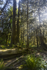 阳光穿透林海，照亮苍翠的蕨类与古木