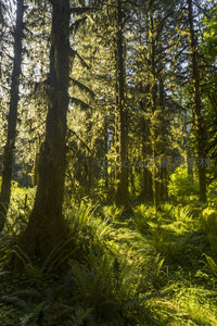 晨曦中的森林秘境，光影交织绿意盎然