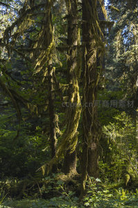苔藓覆盖的森林巨木，阳光穿透树冠
