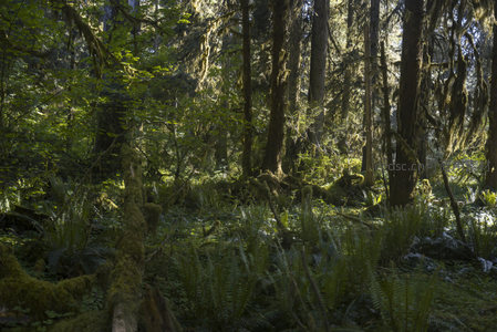 蕨类丛生的幽深林地光影交错