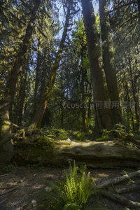 仰望森林穹顶，古木参天根系盘结