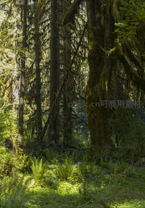 晨光穿过林隙，照亮苔藓与蕨丛