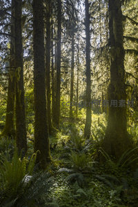阳光穿透苔藓森林的静谧时刻