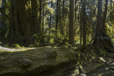 古老森林中倒木与巨树的对话