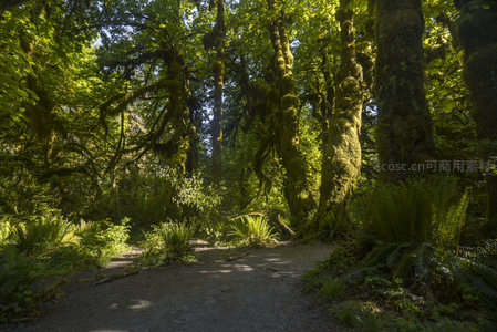 绿意盎然的森林小径蜿蜒向前