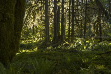 阳光穿透苔藓森林的静谧时刻