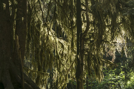 垂挂苔藓如帘幕般遮蔽森林