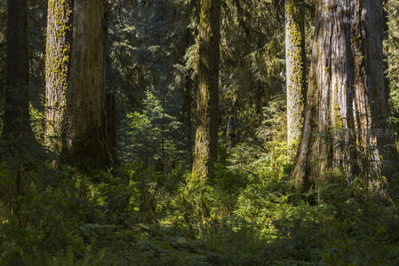 巨木参天的原始森林秘境
